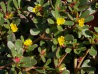 Portulaca-oleracea-Common-Purslane