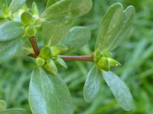 portulaca-oleracea-flower-buds
