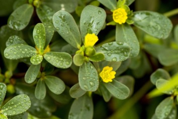 Purslane-Close-Up-with-Water-Droplets